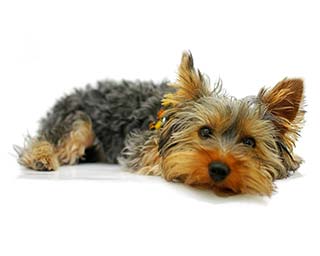 Pet Animal Ashes into Jewellery